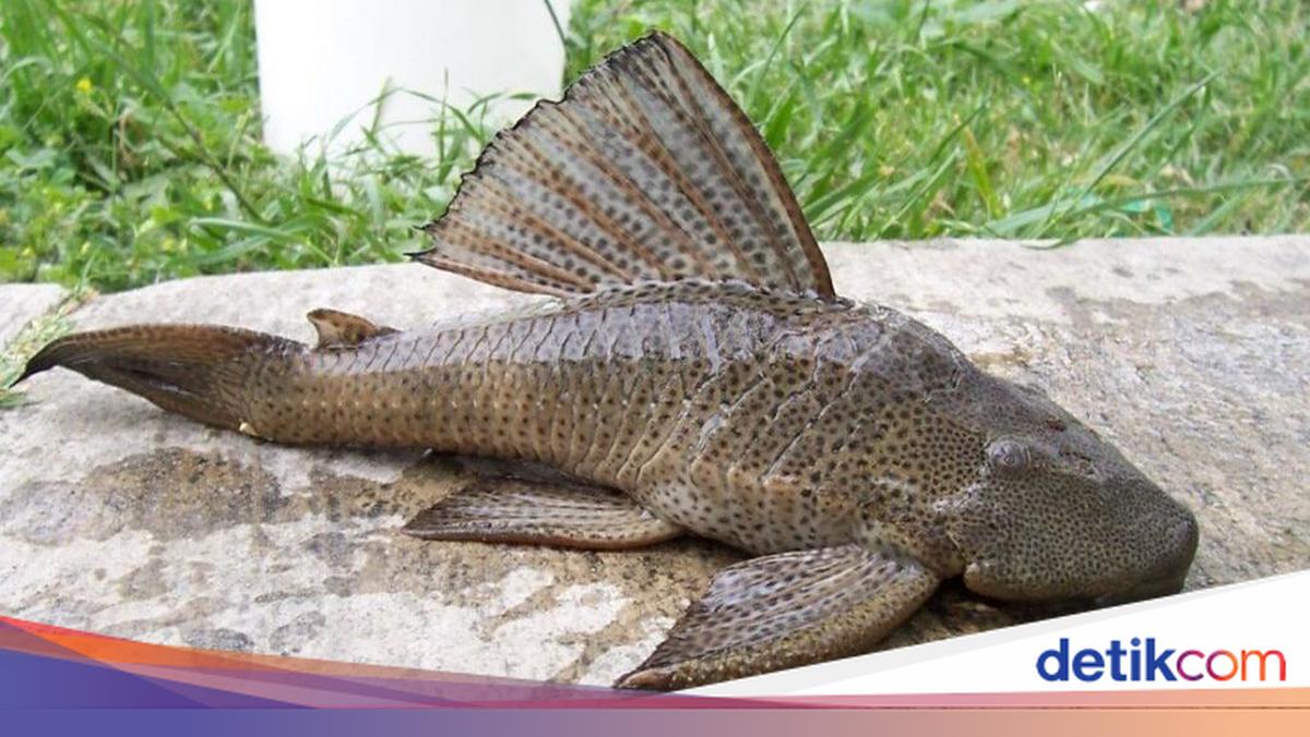 Pojok Kalisapu: Rahasia Rasa Ikan Segar di Tepi Pantai Cilacap